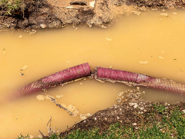 Best Flood damage cleanup  in Four Corners, MT